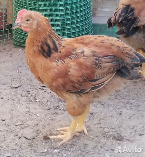 Петух Кучинский