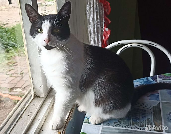 Мудрый, добрый бородач Василий ищет дом