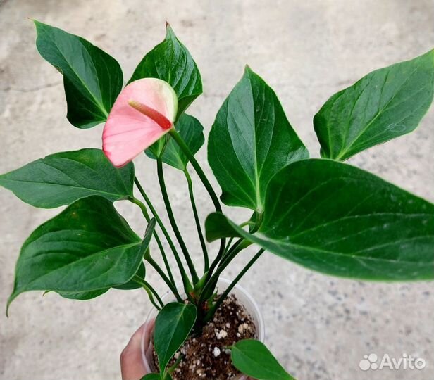 Антуриум Карма Хот Липс