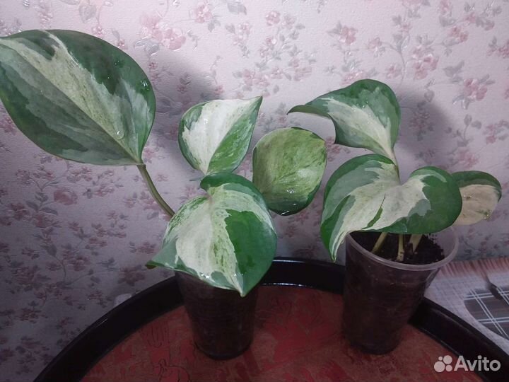 Эпипремнумы