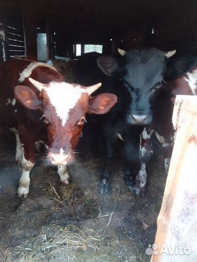 Бычки и быки