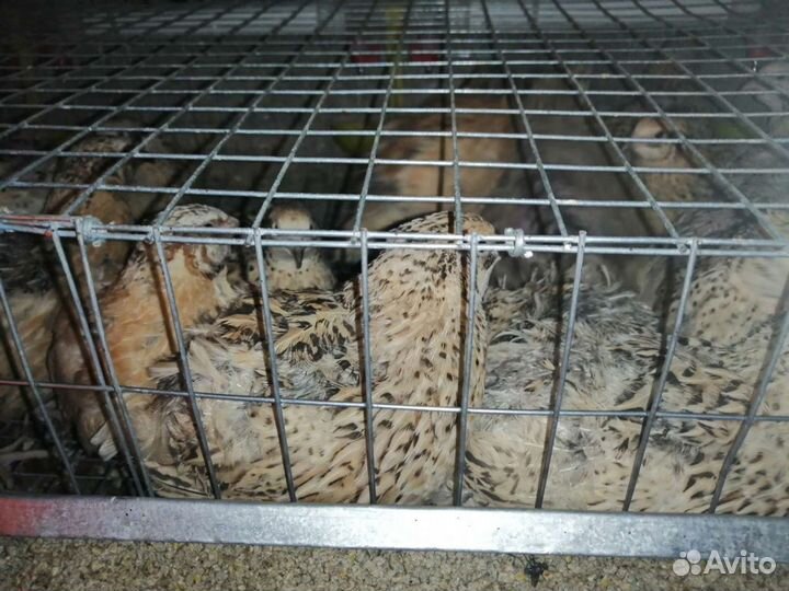 Инкубационное яйцо Перепелов Техасский