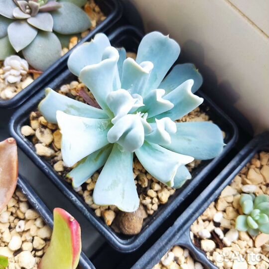 Черенки и детки суккулентов