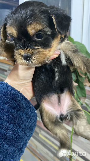 Йоркширский терьер