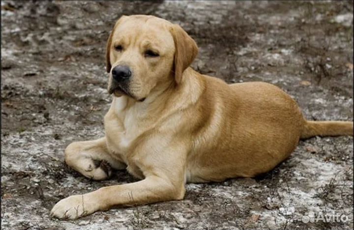 Отдам в добрые руки лабрадора