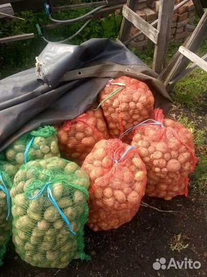 Картофель мелкий