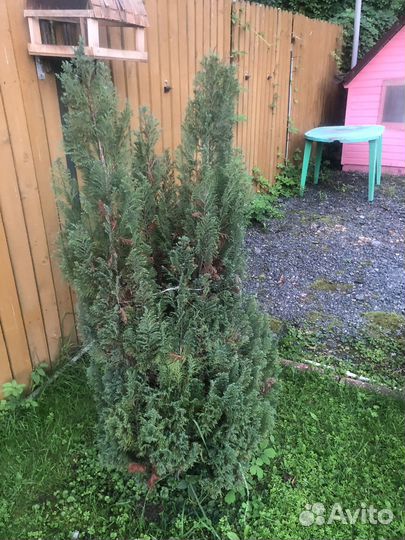 Можевельник