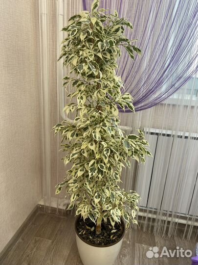 Фикус Бенджамина Старлайт