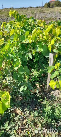 Саженцы винограда