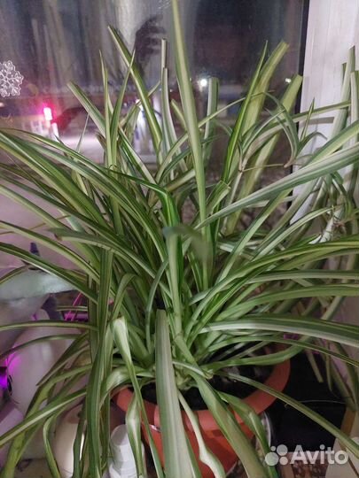 Хлорофитум