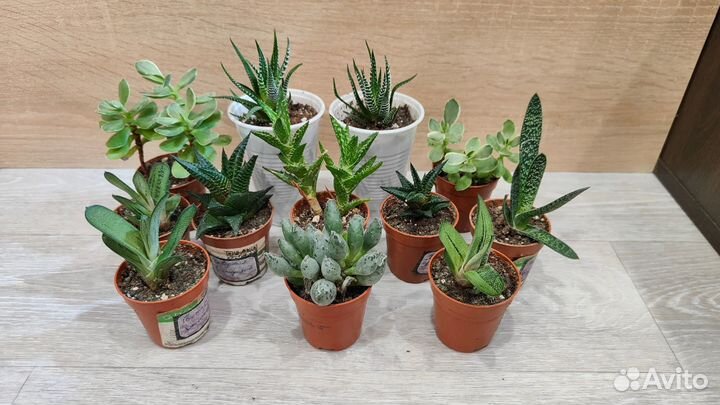 Суккуленты