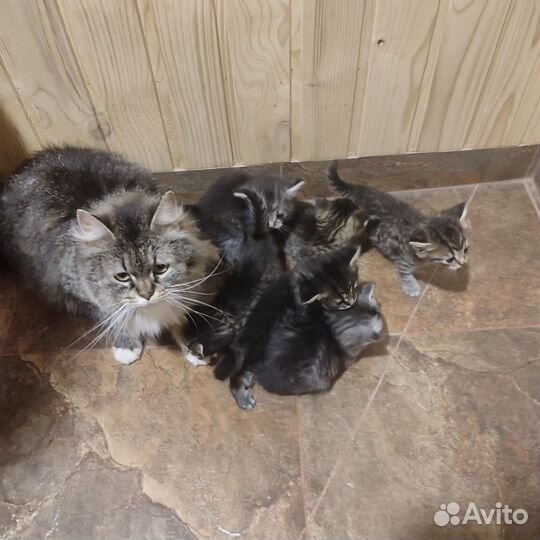 Котята сибирские