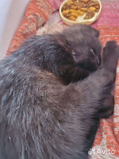 Кошечке нужна передержка или дом