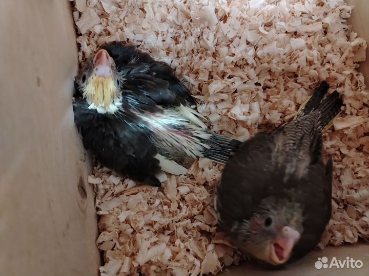 Попугай корелла птенцы ручные