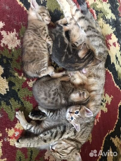 Котята даром