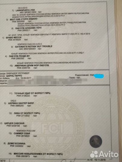 Лабрадор ретривер