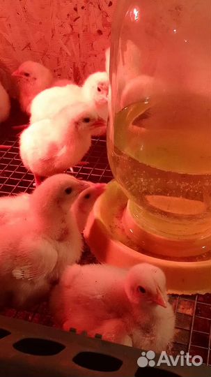 Бройлеры подрасковые