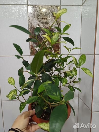 Фикус