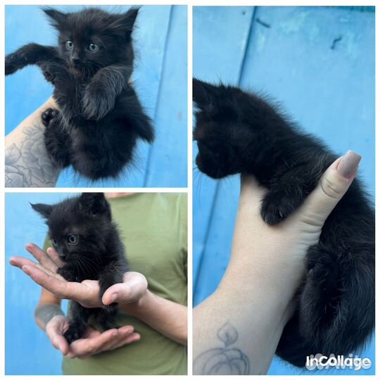 Котята в добрые руки бесплатно