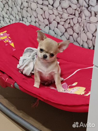 Малыш чихуахуа