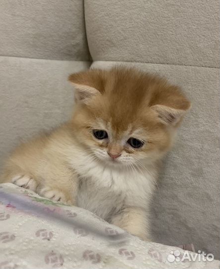 Британская короткошерстная золотая шиншилла