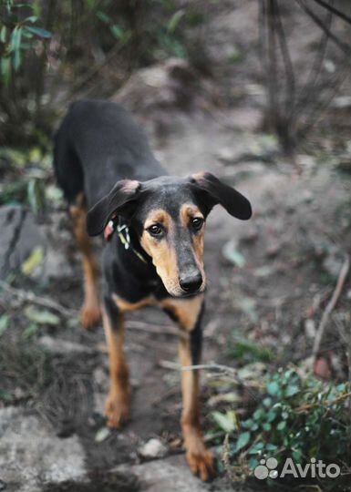 Собака в добрые руки. Винс в поисках дома