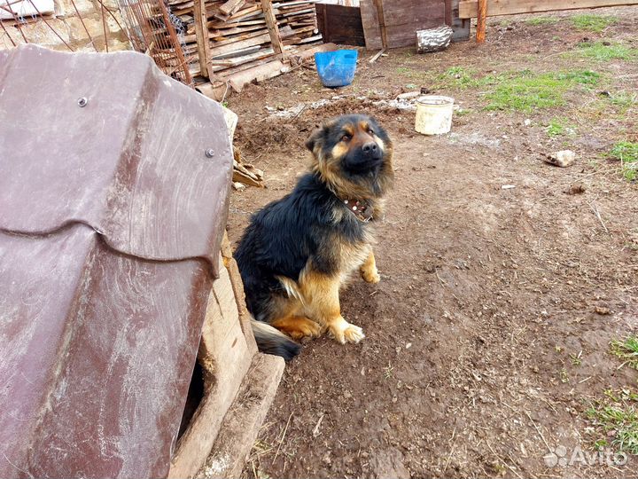 Немецкая овчарка