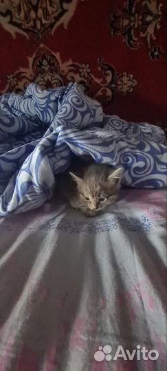 Котятки бесплатно