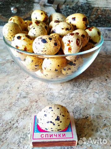 Яйца перепелиные домашние