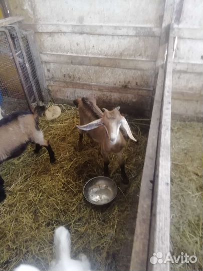 Альпийские козы