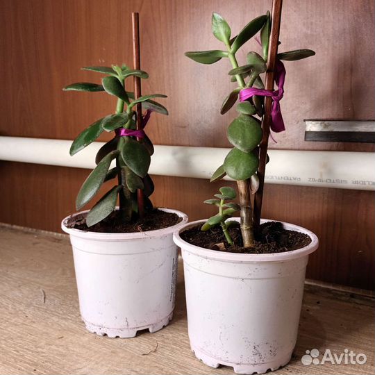 Толстянка. Денежное дерево. Живое дерево