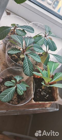 Молочай растение с грунтом