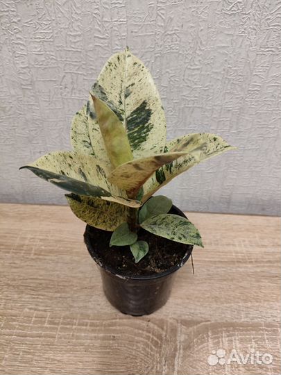 Фикусэластика Шривериана