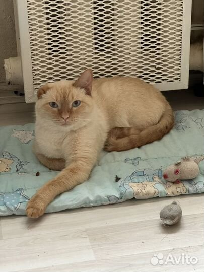 Котик Абрикос ищет дом