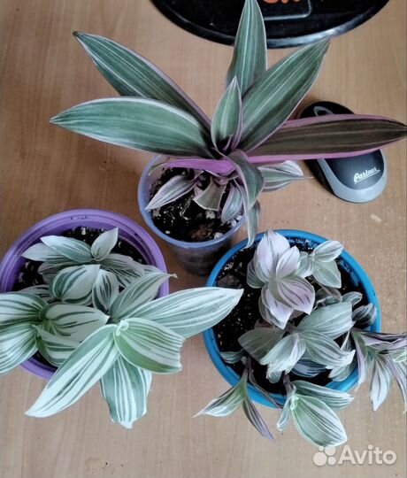 Много сортовых традэесканций