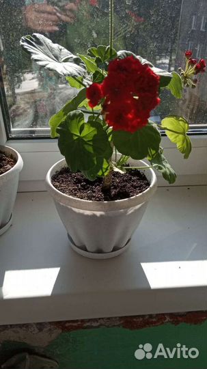 Герань пеларгония