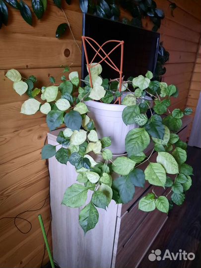 Домашние цветы, пеларгонии плющелистные