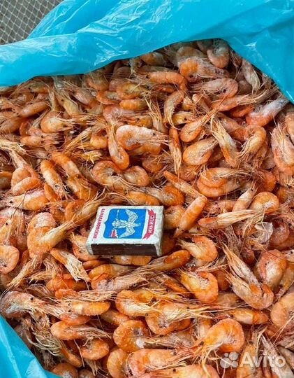 Черноморская креветка. Свежий вылов