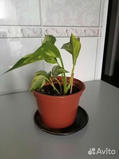 Сциндапсус