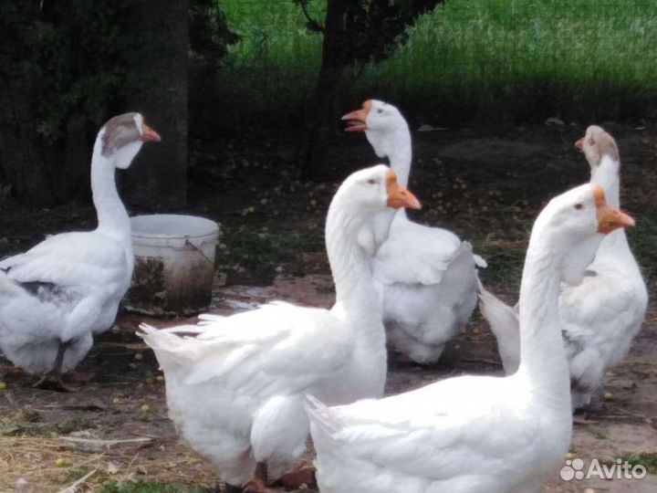 Холмогорские гуси