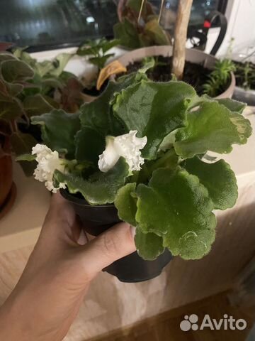 Домашние цветы цветущие