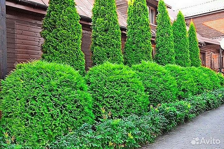 Туя из питомника