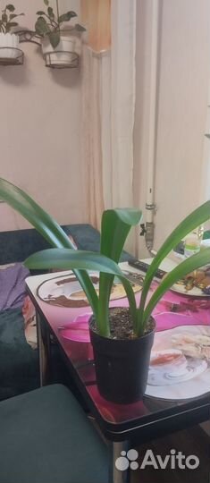 Гипераструм