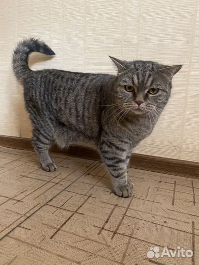 Шотландский кот