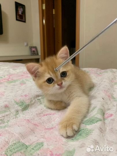 Котенок британской золотой шиншиллы