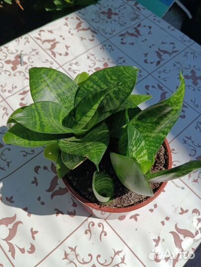 Комнатные растения