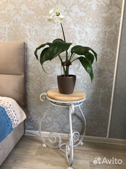 Цветок взрослый с горшком