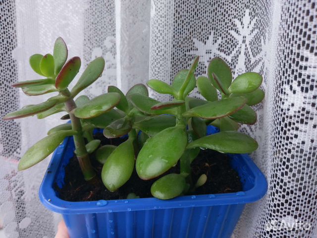 Толстянка Денежное дерево