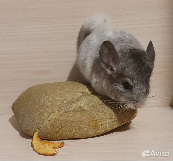 Шиншилленок мальчик белый эбони средний 3 мес