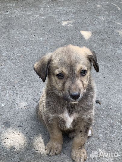 Собаки бесплатно